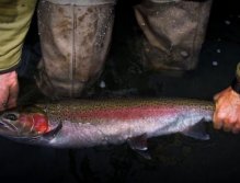 Deschutes River Stealhead
