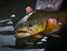 Brown release