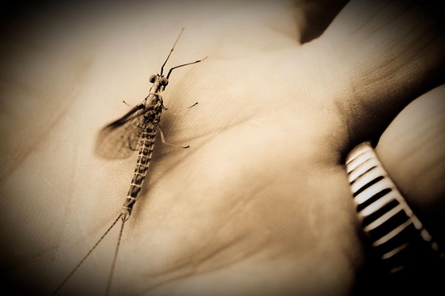 In the palm of my hand