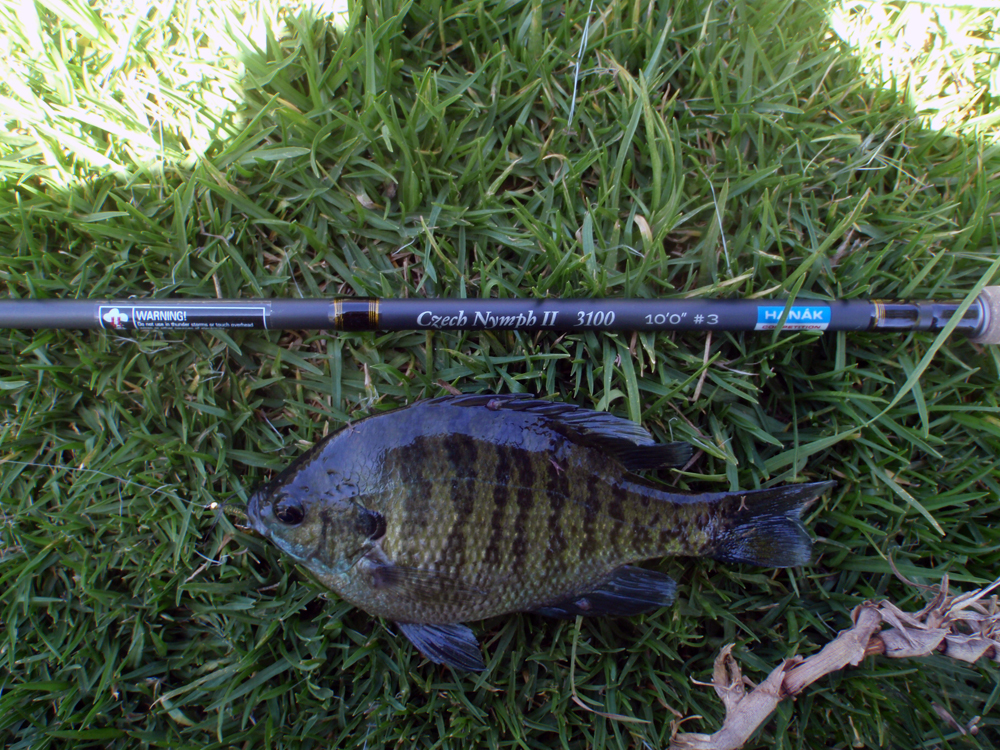 When fishing for trout you can get unexpected visitors. 