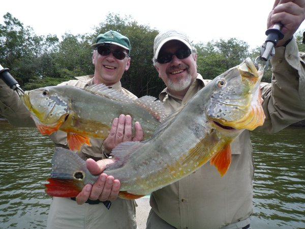Sightfishing  on the Agua Boa for Peacockbass