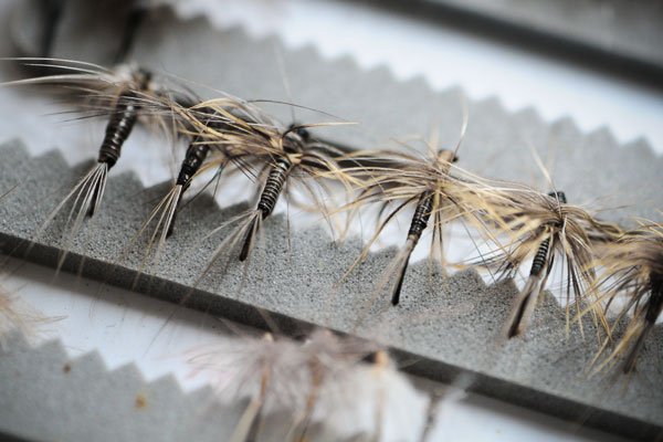 Quills waiting for spring