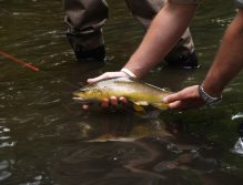 Trout and the Strike Indicator