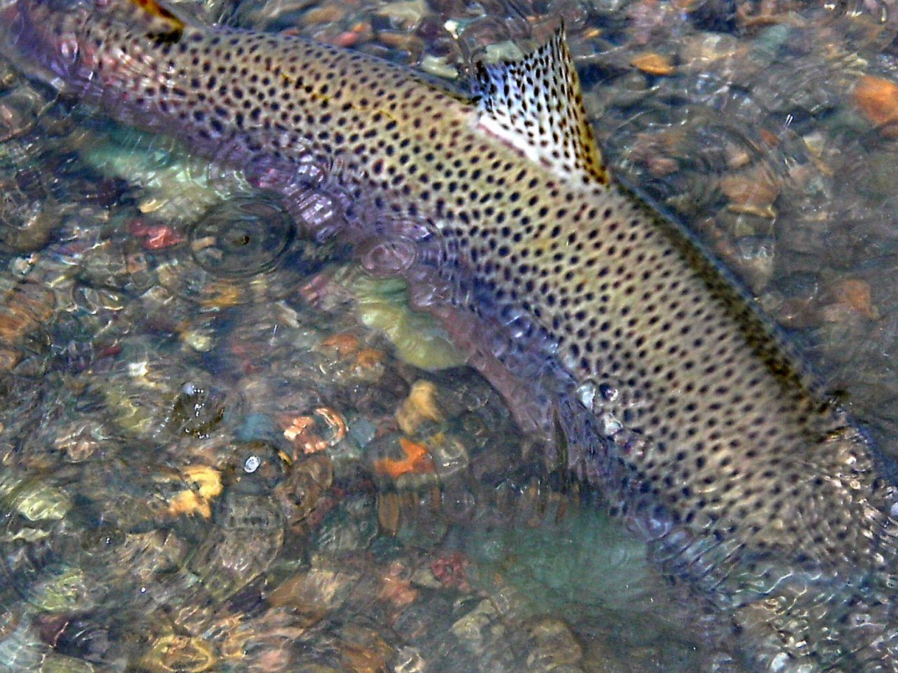 Nice fish at days end