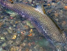 Nice fish at days end