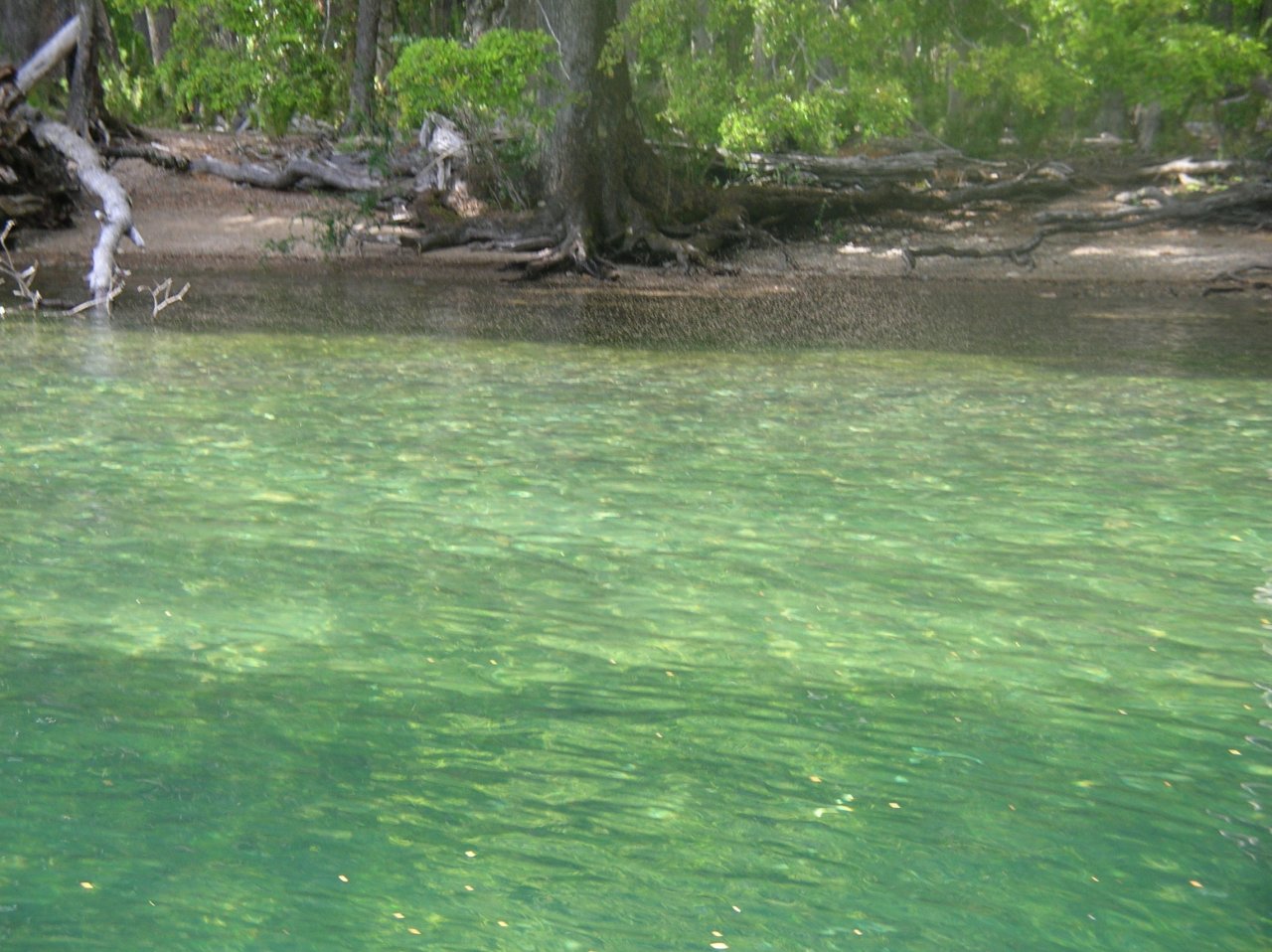 Nymphs just starting