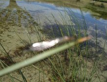 Big guys taking Damsels