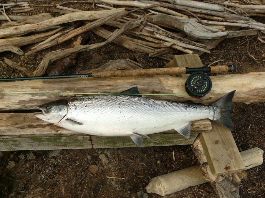 Salmon from Byske, The Bend, Treholmsforsen, Sweden