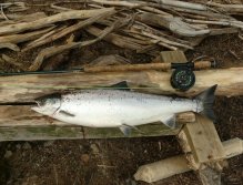 Salmon from Byske, The Bend, Treholmsforsen, Sweden