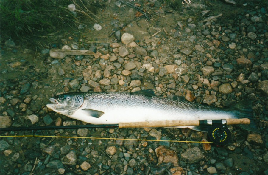 Salmon from Byske, Bjurselet, Sweden