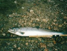 Salmon from Byske, Bjurselet, Sweden