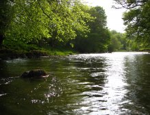 A beach tree leans over the Usk in June