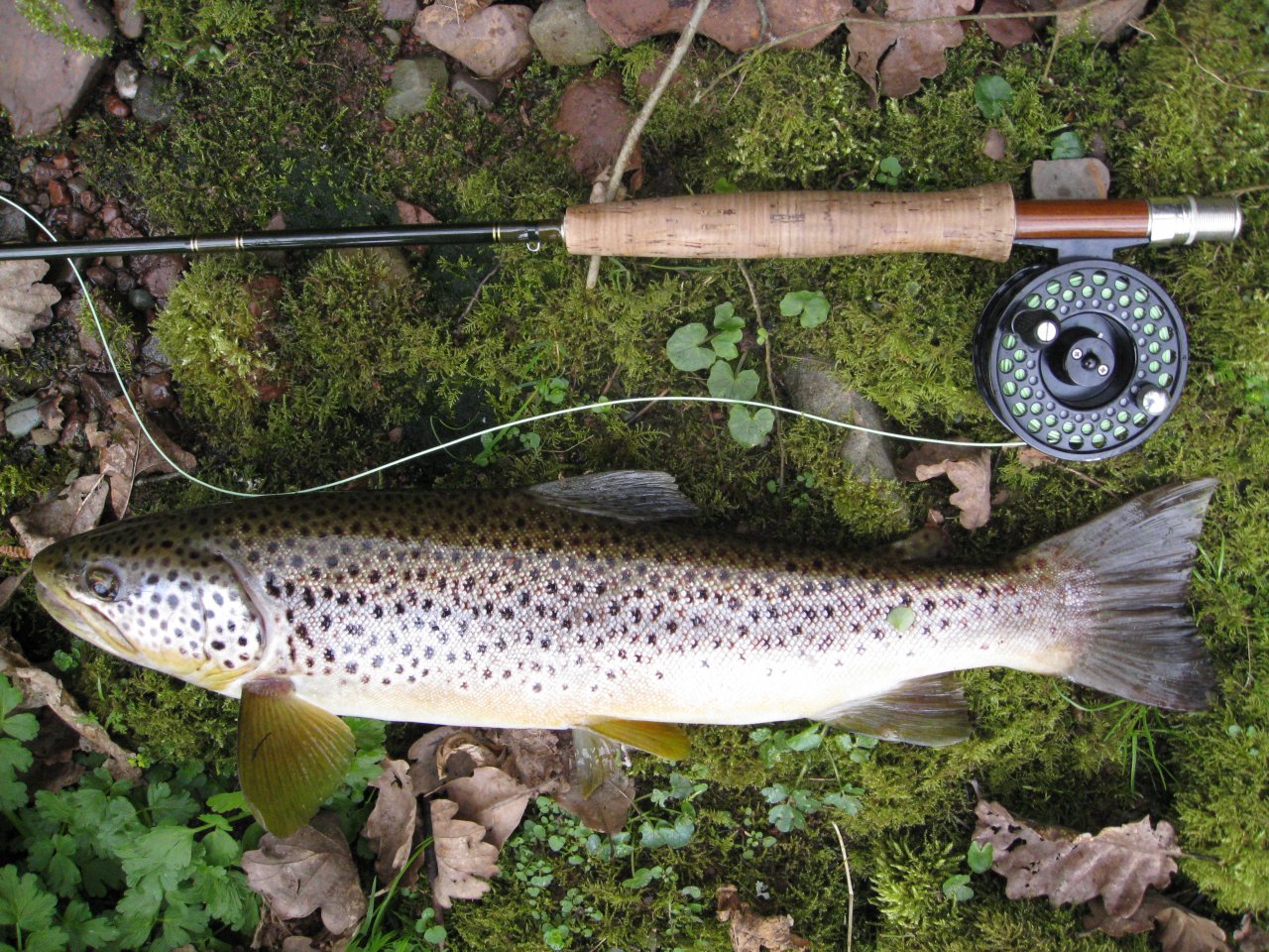 Beautiful Usk Brown Trout