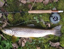 Beautiful Usk Brown Trout