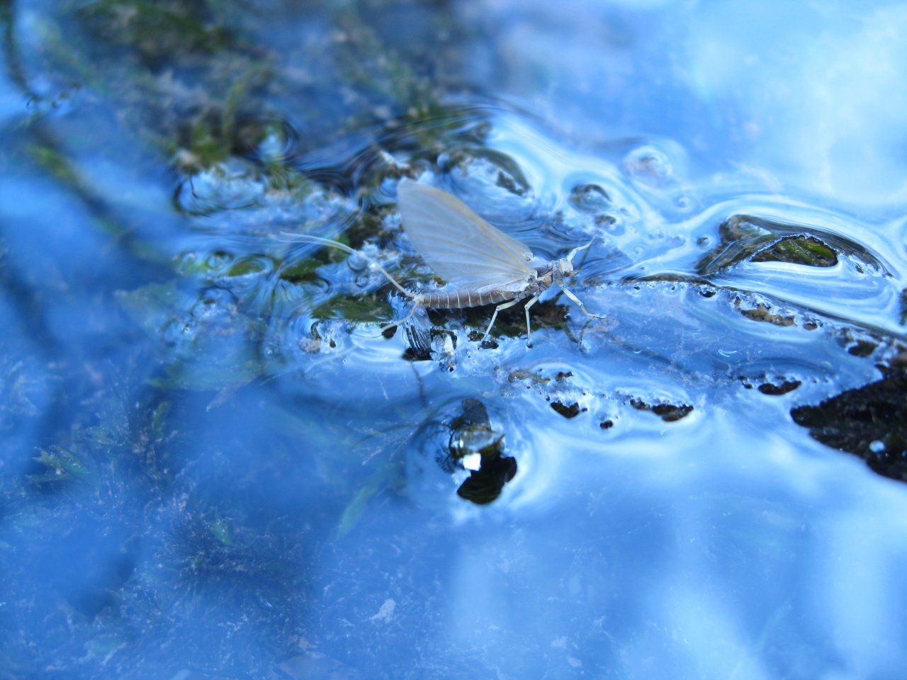 Large Dark Olive - Baetis rhodani