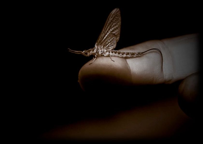 Last one of the night