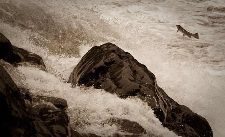 Stealhead heading home