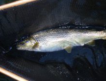 Smaller trout in the William Joseph Net