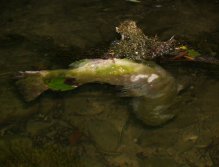 Dead trout