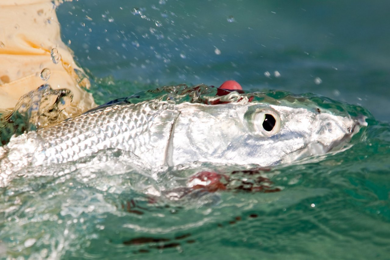 Preparing to release an average bonefish
