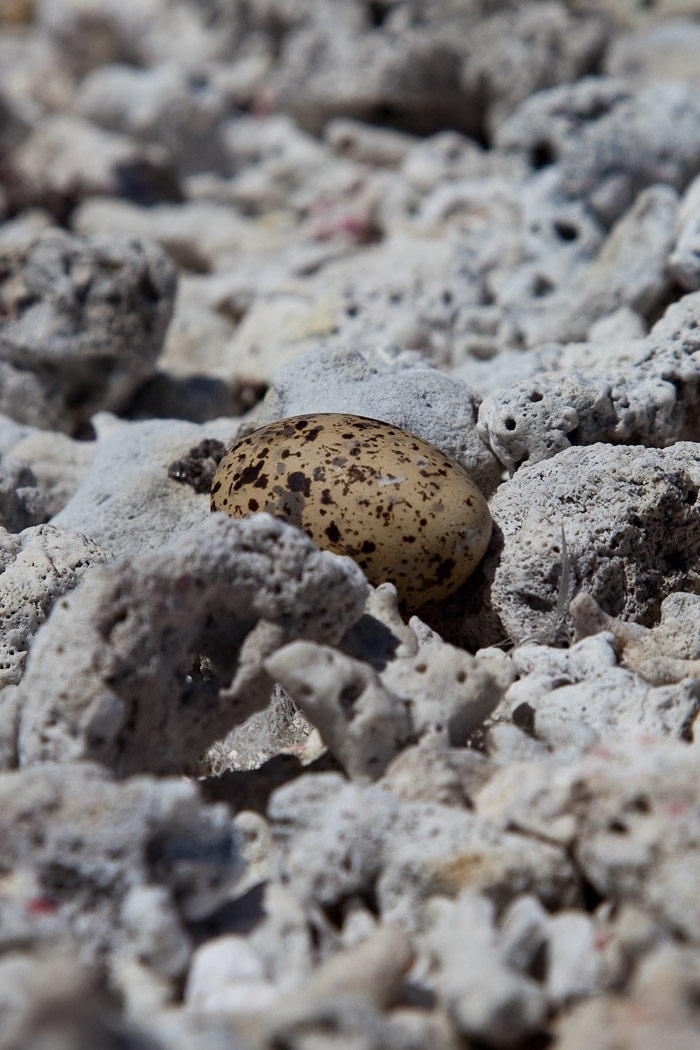 Tern egg