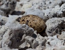 Tern egg