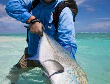 Monster blue fin Trevally