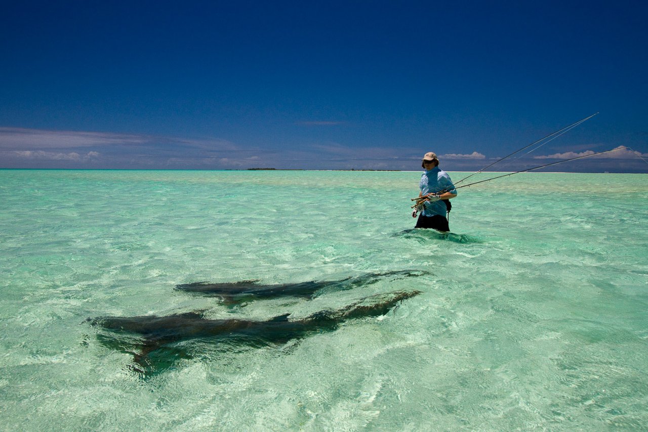 Nurse sharks on the flats