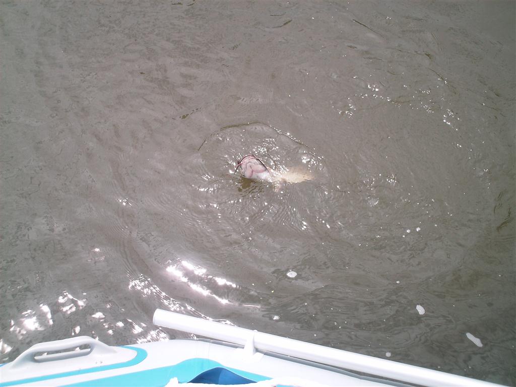 Drift boating bigger rivers can offer excellent opportunities, to target catfish, over a bigger stretch of water