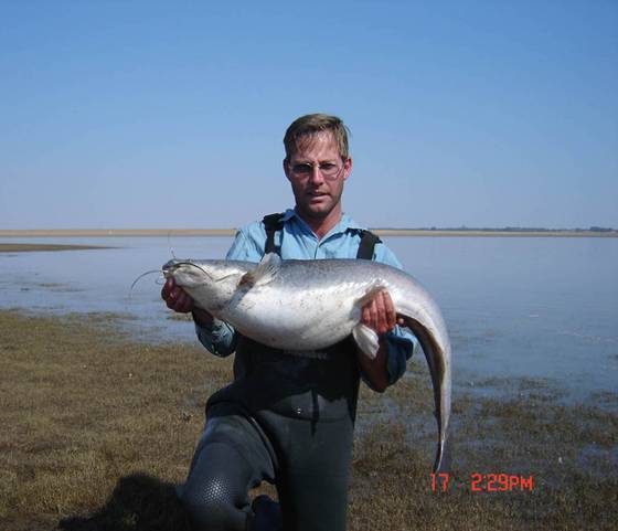 A big, fat catfish caught, stalking the shallows of a still water