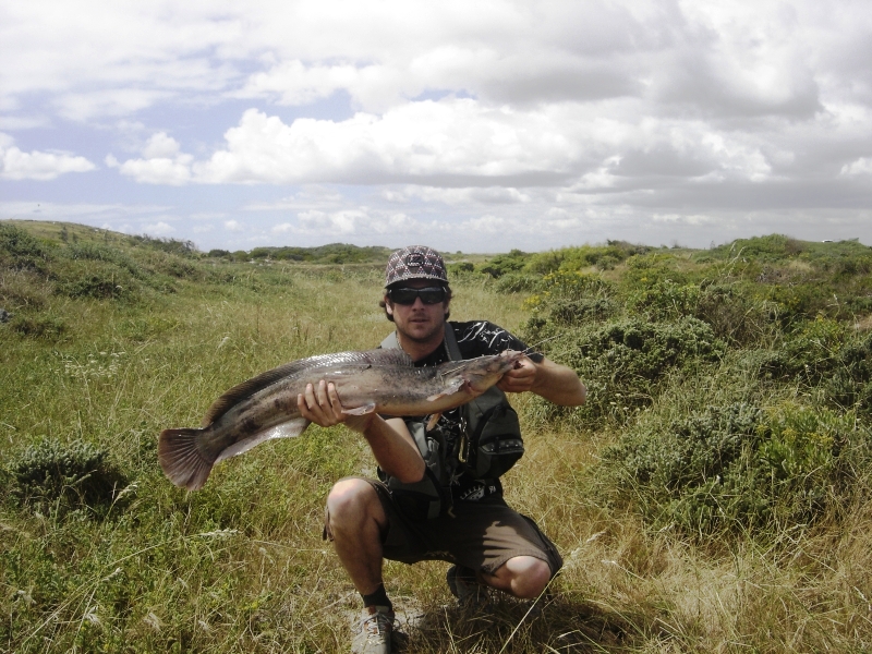 A lovely specimen, which provides superb action