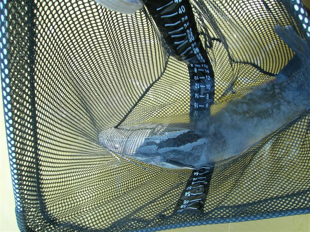 A large net is a must, as some catfish, reach big sizes