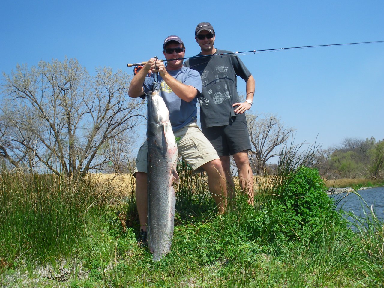 A BIG catfish landed on a #10