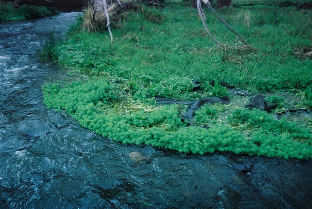   Catfish spawning in weed beds