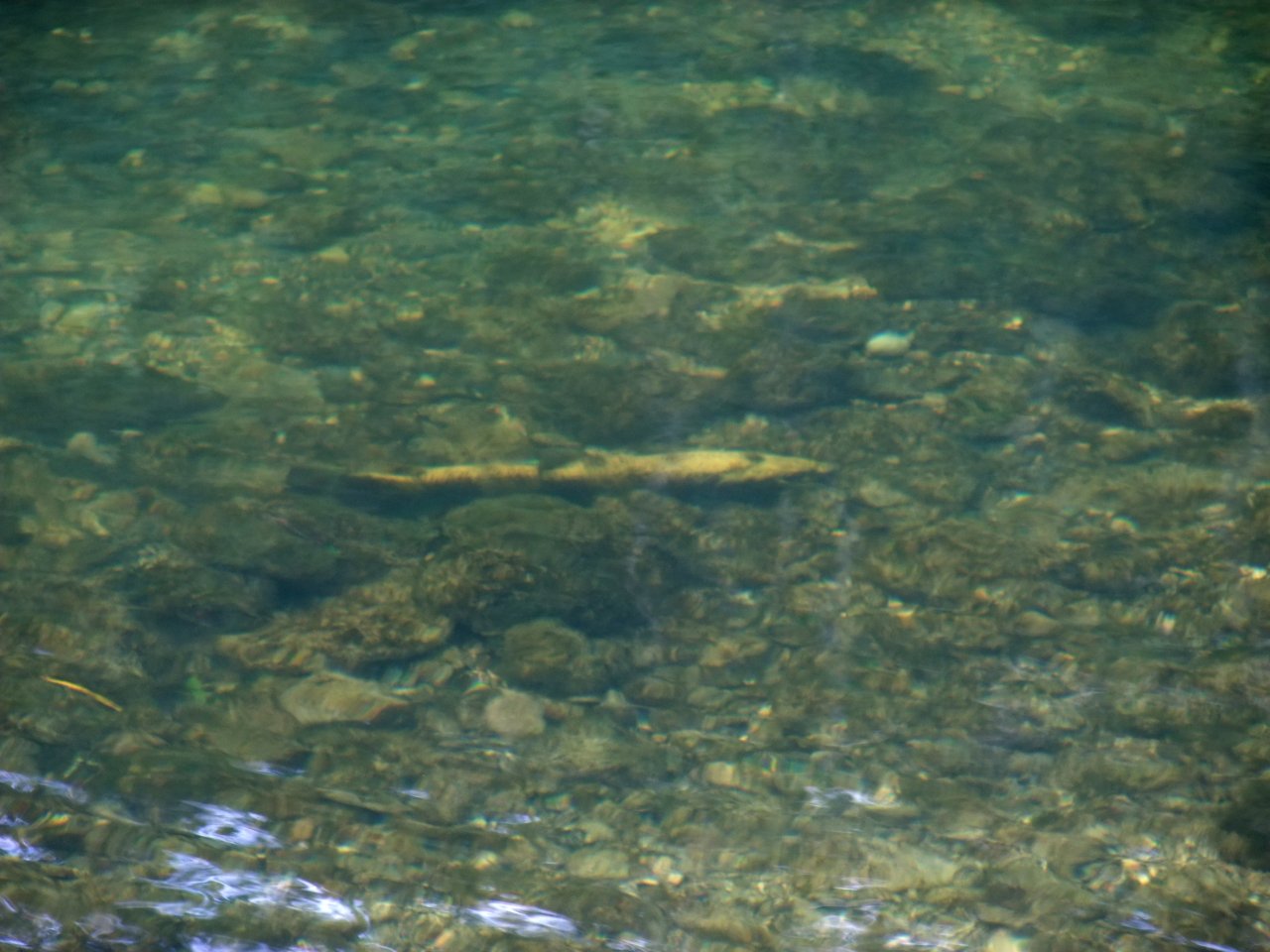 Sleepy Trout Upper Ain