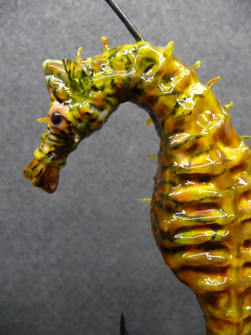 The common seahorse, the small segments where the worse "with a nailpolisher"