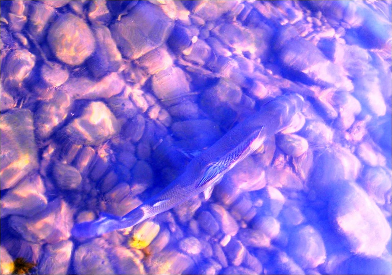 Colors, the essence of graylings