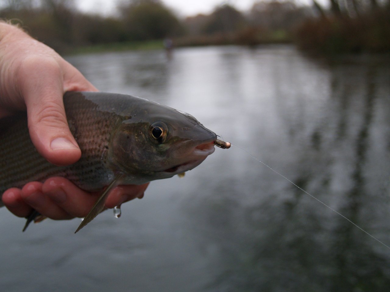 Grayling and the deadly nymph