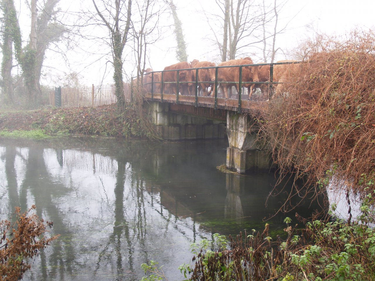 Morning mist and cows jogging