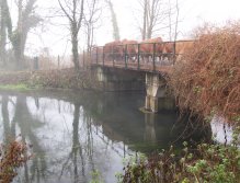 Morning mist and cows jogging