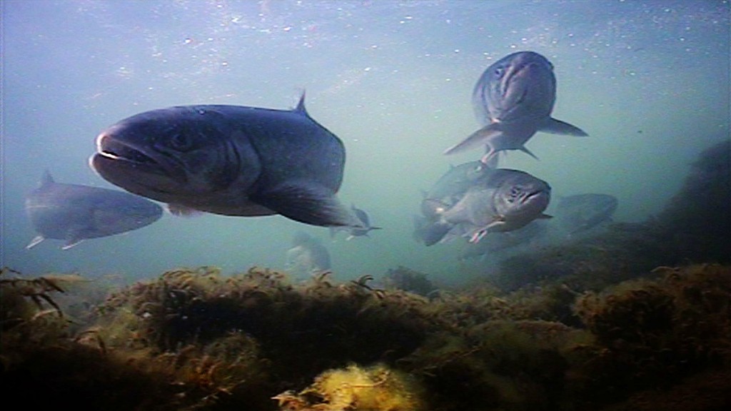 Underwater footage from Greenland