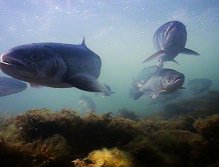 Underwater footage from Greenland