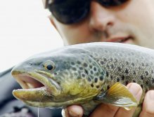 Nice trout on a dry fly. Lapland