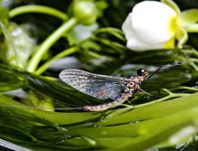 Heptagenia mayfly. From the movie