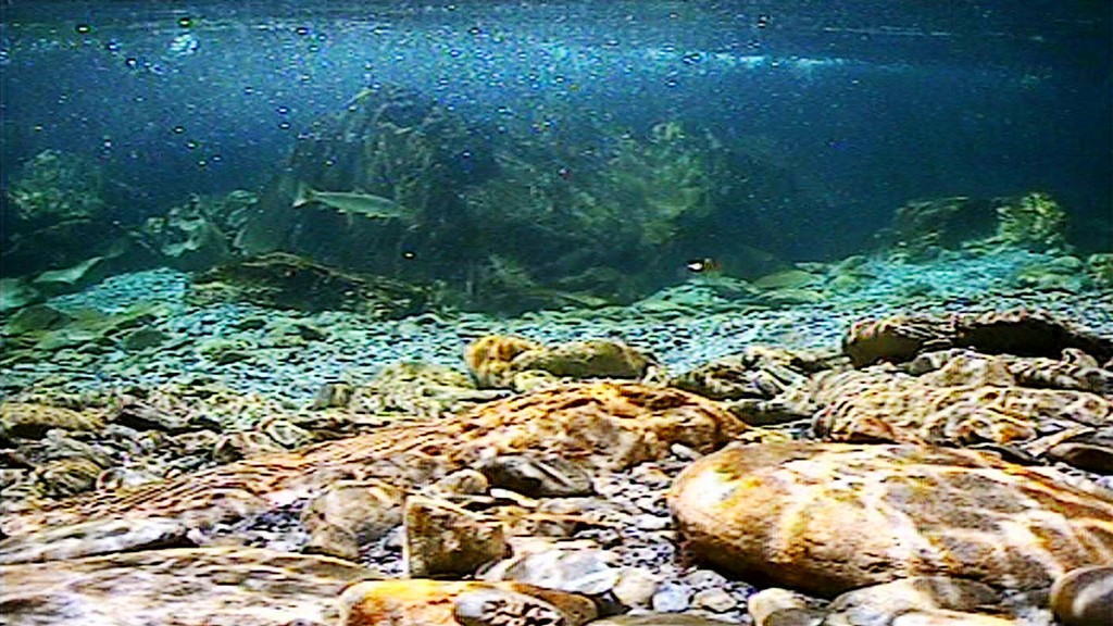 Underwater footage from New Zealand.