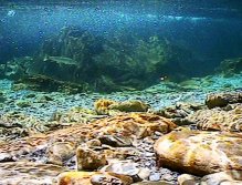 Underwater footage from New Zealand.