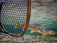 Beautiful small trout from Lapland, Sweden