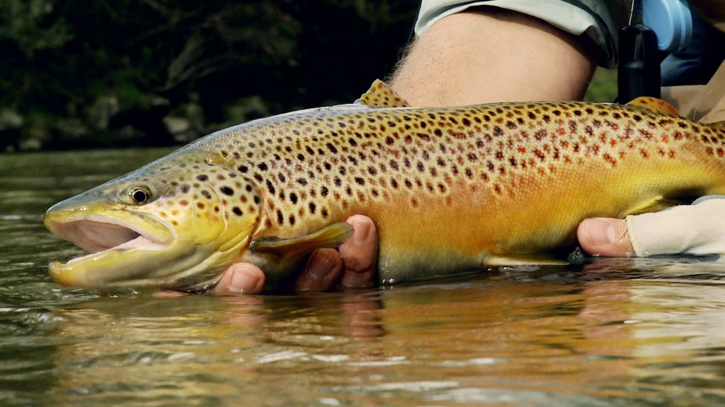 Very beautiful trout from Traun, Germany
