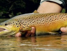Very beautiful trout from Traun, Germany