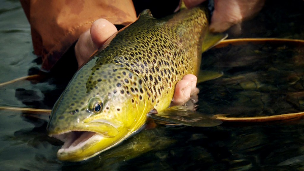 A very nice 3 lbs trout from Lapland